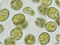 Chlorella Chlorella