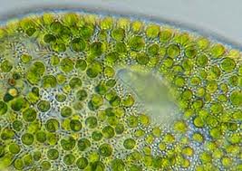 Chlorella - Clorela - Clorella - Chlorela Chlorella - Clorela - Clorella - Chlorela