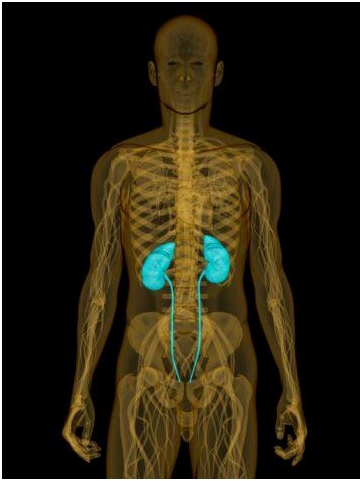 Comprovado: NQI funciona para dissolver calculo renal Comprovado: NQI funciona para dissolver calculo renal
