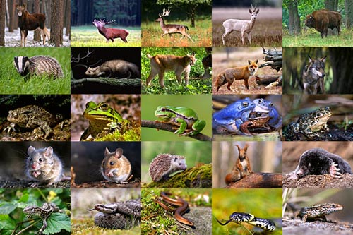 Vida Animal Vida Animal